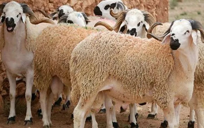 عيد الأضحى.. وزارة الفلاحة تعلن تواجد 7.8 مليون رأس من الأغنام والعرض يفوق الطلب بشكل كبير